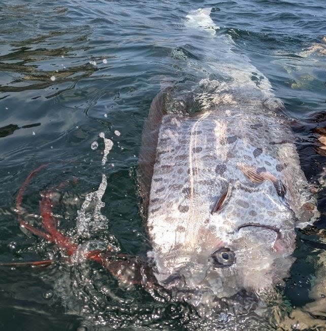 A dead oarfish was found by a team of "sciencey" kayakers and snorkelers at La Jolla Cove, a beach in La Jolla, Calif. over the weekend.