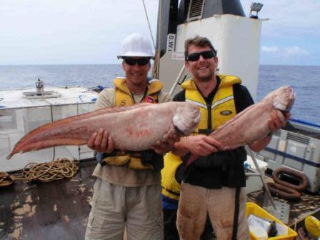 1st officer Steve Bailey (L) and Alan Jamieson (R) showing off the large cusk eels caught in the new legendary 'big trap' (back left). Photo courtesy of NIWA/University of Aberdeen, UK.