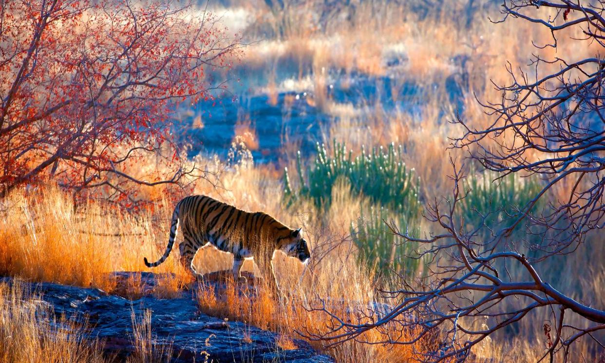 <span>A tiger roams in The Fertile Earth.</span><span>Photograph: eROMAZe/Getty Images</span>