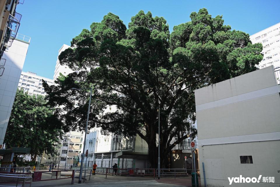 彩虹邨將要重建，湛Sir道：「想留低棵樹，佢始終係生物，會有嗰種情意結」。
