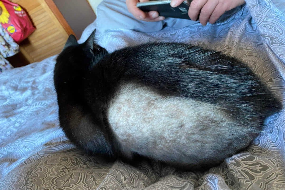 One cat was found with its fur shaved  (Animals Lost and Found)