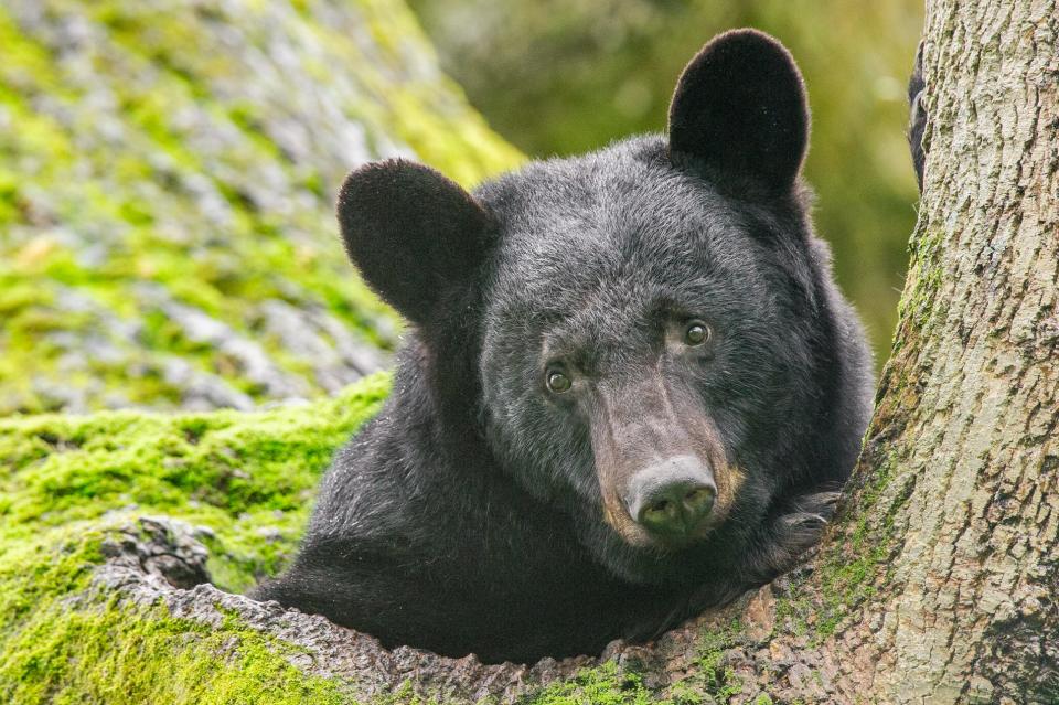 NC Wildlife proposes WNC bear, deer hunting season changes, hunting