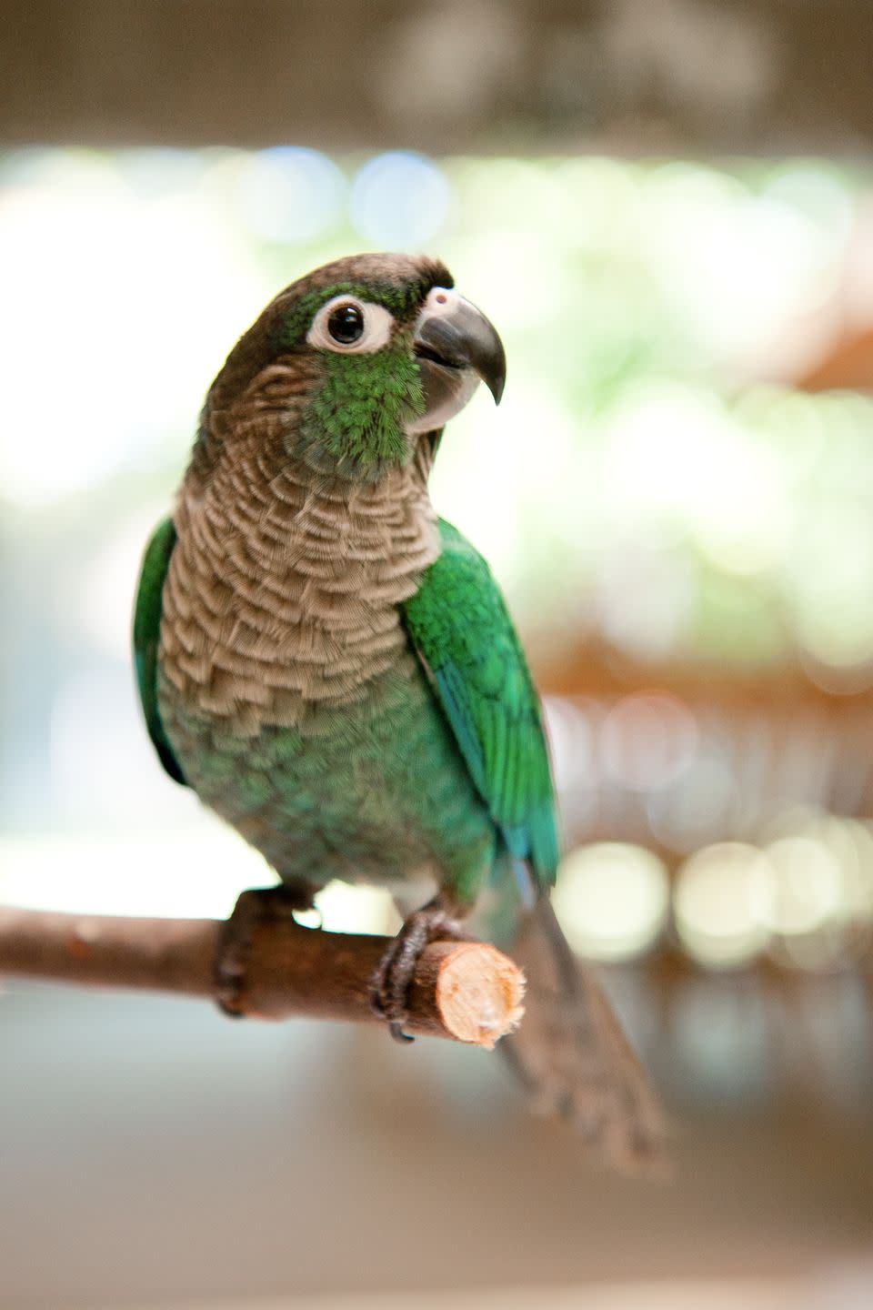 6) Conure