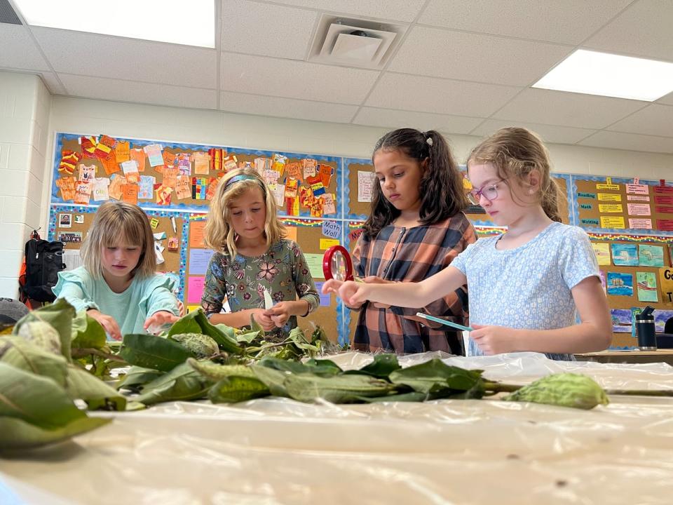 Back in their Millbrook, Ont., classroom, Grade 3 students examine plant material gathered from the forest outdoor learning space next to their school on Wednesday, September 25, 2024.