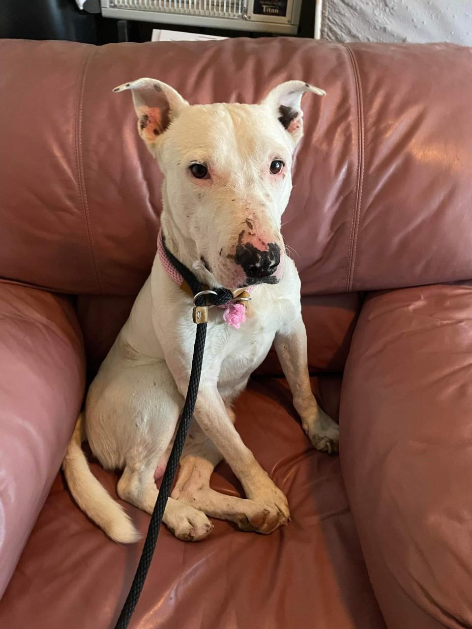 A photo showing "Ghost," a dog captured last month after living with a pack of coyotes in the Nevada desert since at least July.