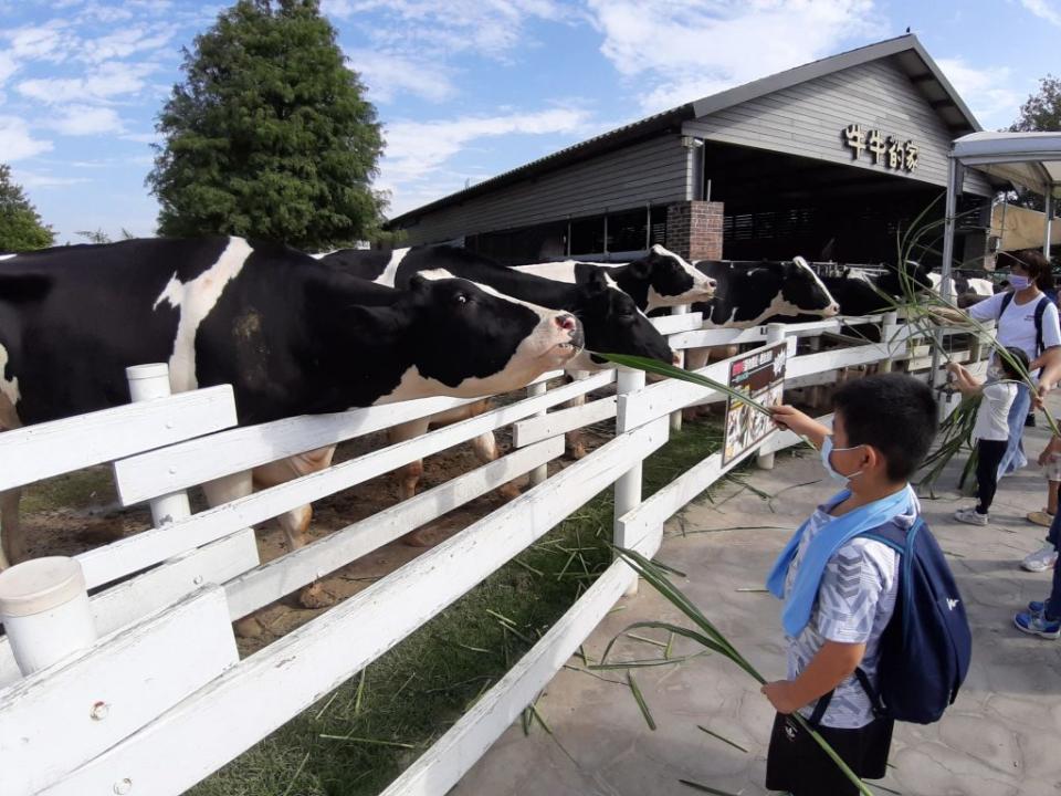 牛牛的家可體驗餵牛樂趣，小朋友最愛和牛牛互動。