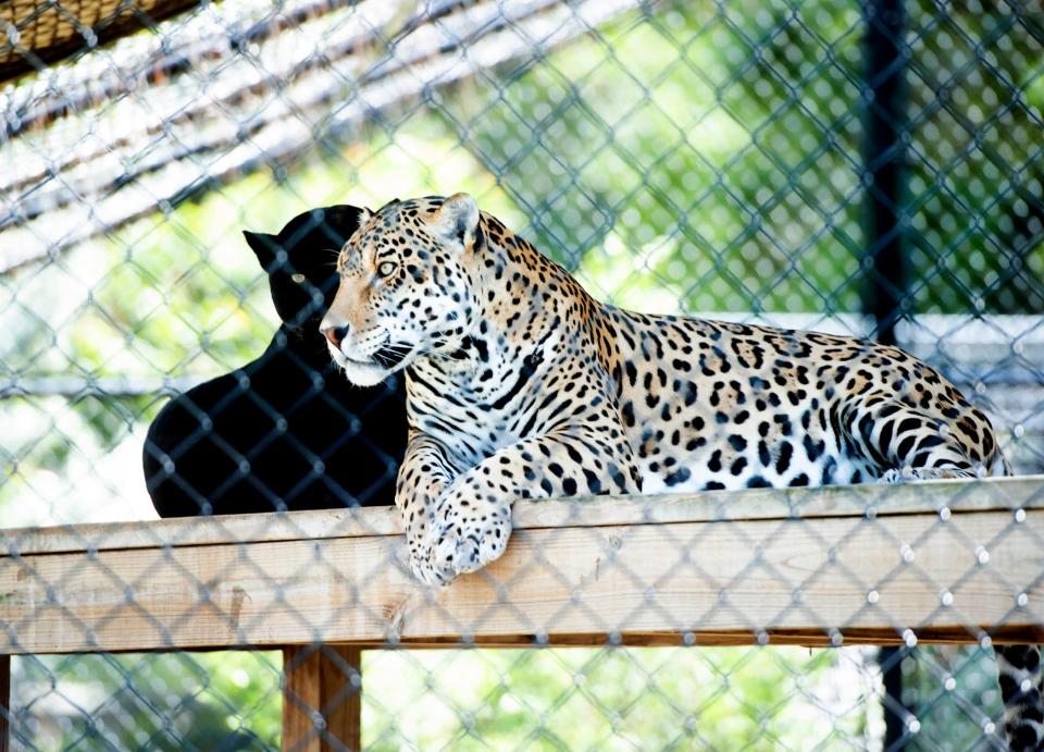 Onyx, left, an endangered black jaguar, and jaguar Mateo reside in the same enclosure at Panther Ridge Conservation Center in May 2023 in Loxahatchee.