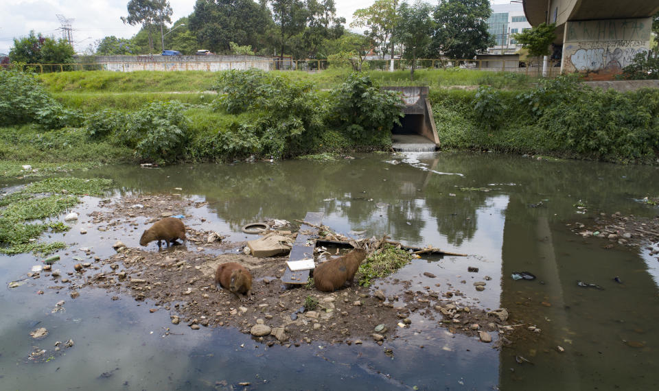 Capybaras gather near a sewage canal that flows into the Pinheiros River in Sao Paulo, Brazil, Thursday, Oct. 22, 2020. Affected by domestic sewage and solid wastes discharges for years, Sao Paulo's state government is again trying to clean the Pinheiros River, considered one of the most polluted in Brazil. (AP Photo/Andre Penner)