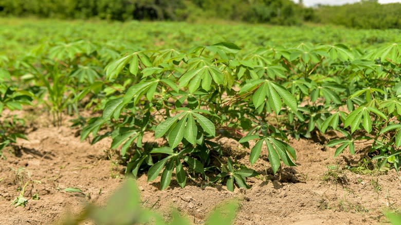 Cassava plants in a field