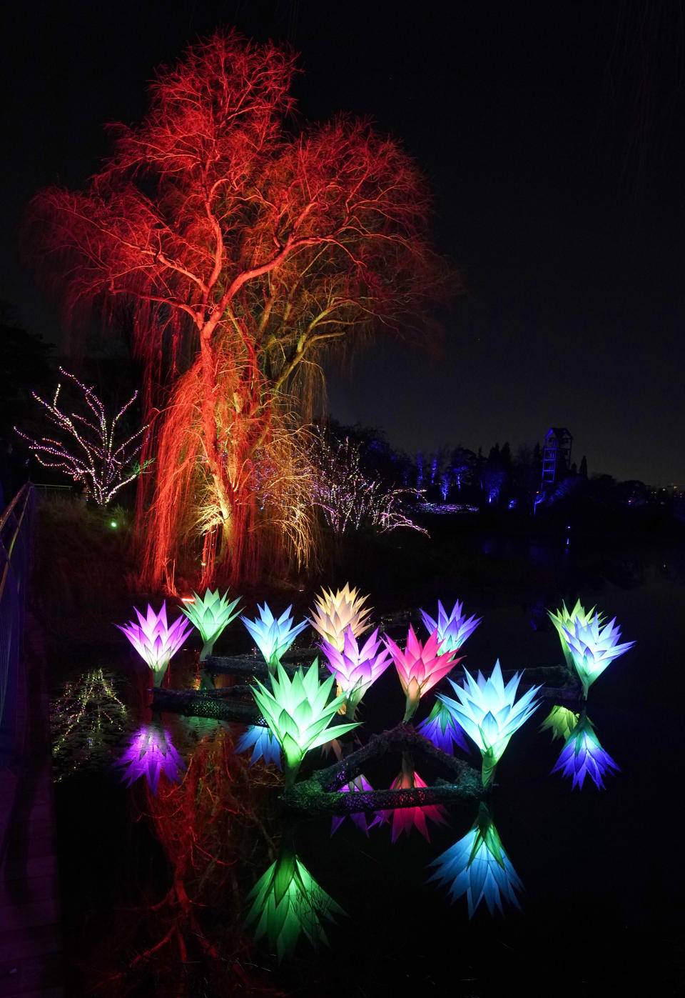 An illuminated tree rises above "Lilies," from UK artist Jigantics, as they float on the Chicago Botanic Garden's Great Basin, part of the fifth annual 1.3-mile, Lightscape experience of light and music in Glencoe, Ill., on Thursday, Dec. 14, 2023. (AP Photo/Charles Rex Arbogast)