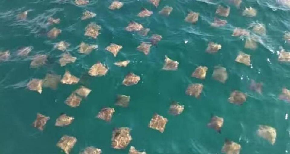 A school of migrating rays reached a mile long just off Hilton Head Island.