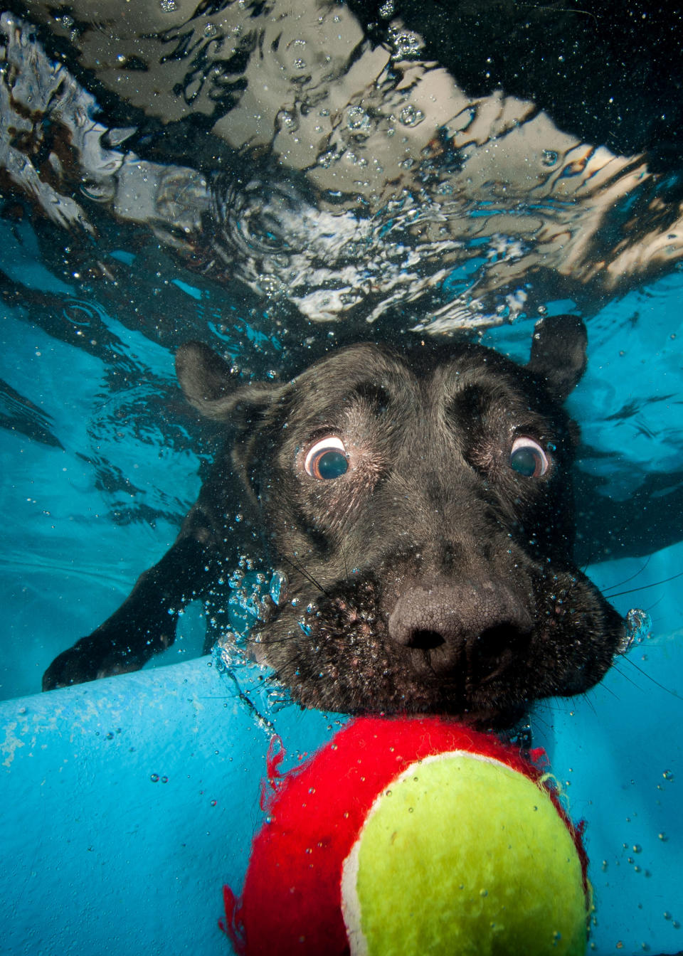 <p>A black Labrador eyes a tennis ball just out of his reach. (Photo: Jonny Simpson-Lee/Caters News) </p>