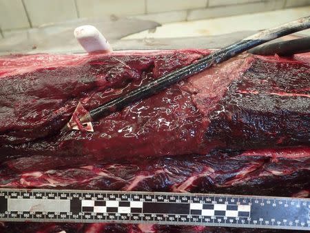 A wound dissection of a dolphin killed with a hunting arrow in Orange Beach, Alabama, December 8, 2014. REUTERS/NOAA