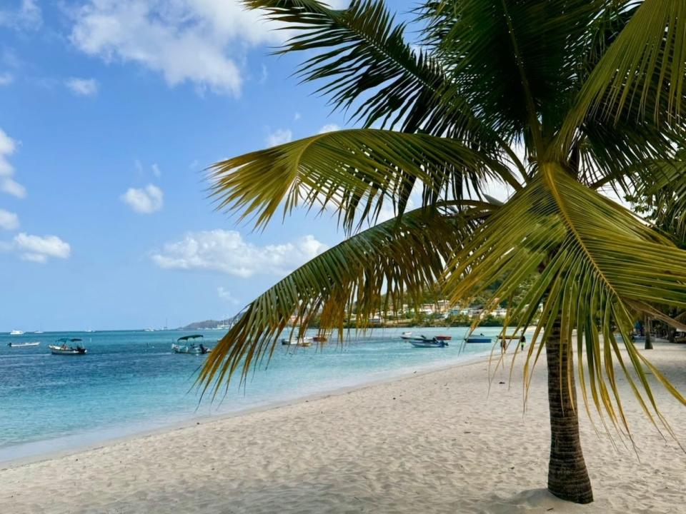 A palm tree on a beach with crystal-clear blue water. There are boats in the water.