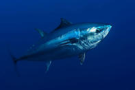 Atlantic Bluefin Tuna – Tuna is perhaps the most high profile victim of unregulated and uncontrolled overfishing. Bluefin tuna populations have declined alarmingly over the past few decades. World Wildlife Fund has put together a top 10 list of endangered species to be on the look-out for in 2012. © Wild Wonders of Europe / Zankl / WWF-Canon <br> <br> <a href="http://WorldWildlife.org/how" rel="nofollow noopener" target="_blank" data-ylk="slk:Help protect their future by visiting www.WorldWildlife.org/how to see what you can do to make a difference for our planet.;elm:context_link;itc:0;sec:content-canvas" class="link ">Help protect their future by visiting www.WorldWildlife.org/how to see what you can do to make a difference for our planet. </a>