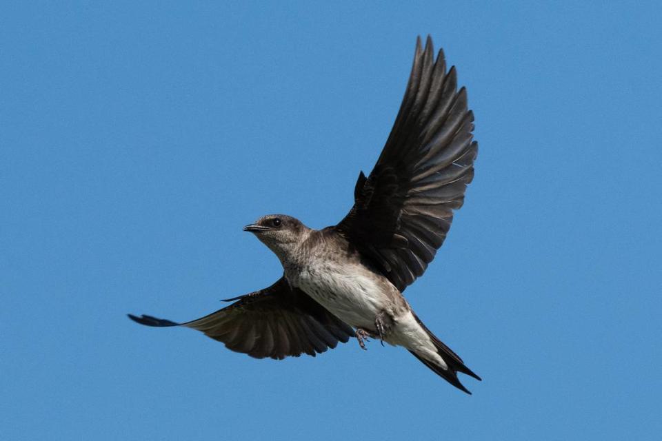 A purple martin.