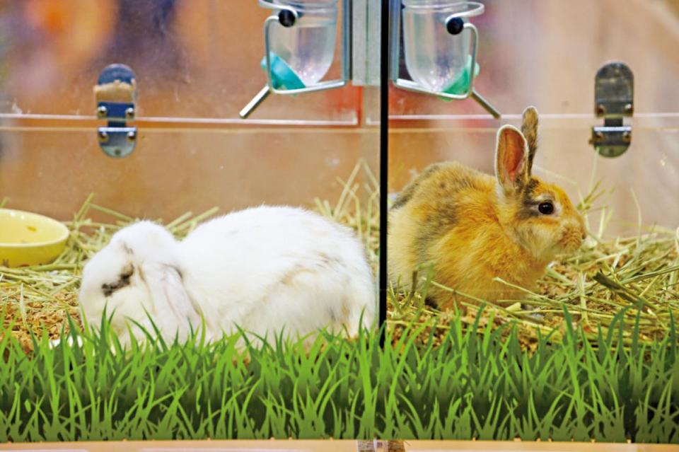 12款兔糧不符歐營養指引 消委會提醒乾草應為主食