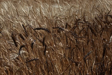 Wheat field, burned by fire, seen in al-Hamdaniya