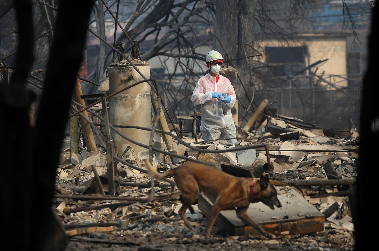 Während der Brände in Kalifornien, mussten viele Anwohner ihre Haustiere zurücklassen. Wie der Hund auf diesem Symbolbild, streiften sie dann durch die verlassene und verbrannte Gegend. Foto: Getty Images / Justin Sullivan