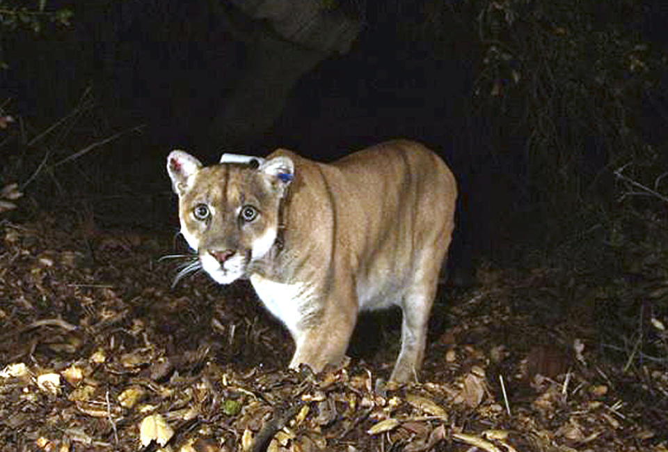 FILE - This Nov. 2014, file photo provided by the U.S. National Park Service shows a mountain lion known as P-22, photographed in the Griffith Park area near downtown Los Angeles. The famous Hollywood-roaming mountain lion known as P-22 is drastically underweight and probably was struck and injured by a car, according to wildlife experts Tuesday, Dec. 13, 2022, who are giving him a health exam amid concerns about his behavior, including killing a leashed dog. (U.S. National Park Service, via AP, File)