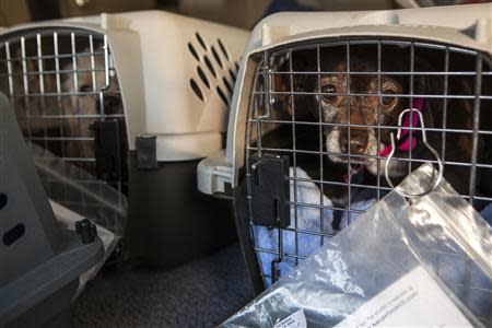 Dogs from the Front Street Animal Shelter sit in crates in Sacramento, California, ahead of a flight of 50 dogs to a no-kill shelter in Idaho, December 9, 2013. REUTERS/Max Whittaker