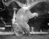 <p>“Skee Otaris’ hands are over her head as her pachyderm does a headstand during performance of Ringling Brothers and Barnum and Bailey Circus in Madison Square Garden in New York on April 9, 1949. (AP Photo/Matty Zimmerman) </p>