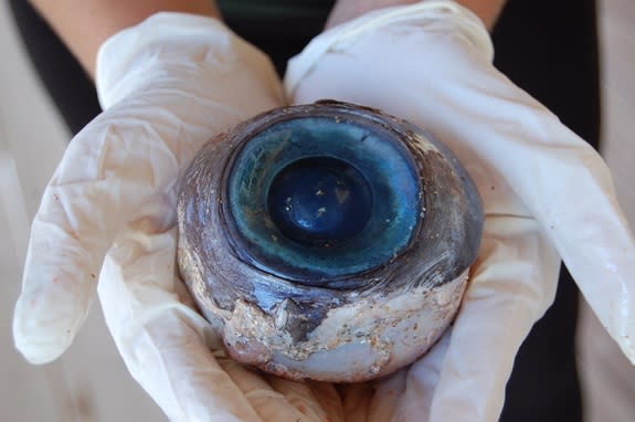 The eye that washed ashore on Pompano Beach, Fla.