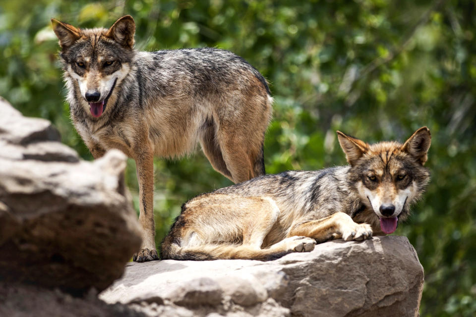 Mexican gray wolves are seen at the Museo del Desierto in Saltillo, Coahuila state, Mexico, on July 2, 2020. (Julio Cesar Aguilar / AFP via Getty Images file)