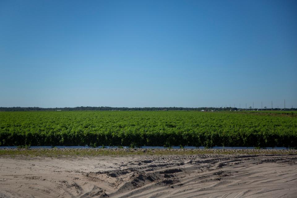 Tomatoes grow in an agricultural field on the proposed site of Rivergrass Village near Oil Well Road on Monday, January 20, 2020.