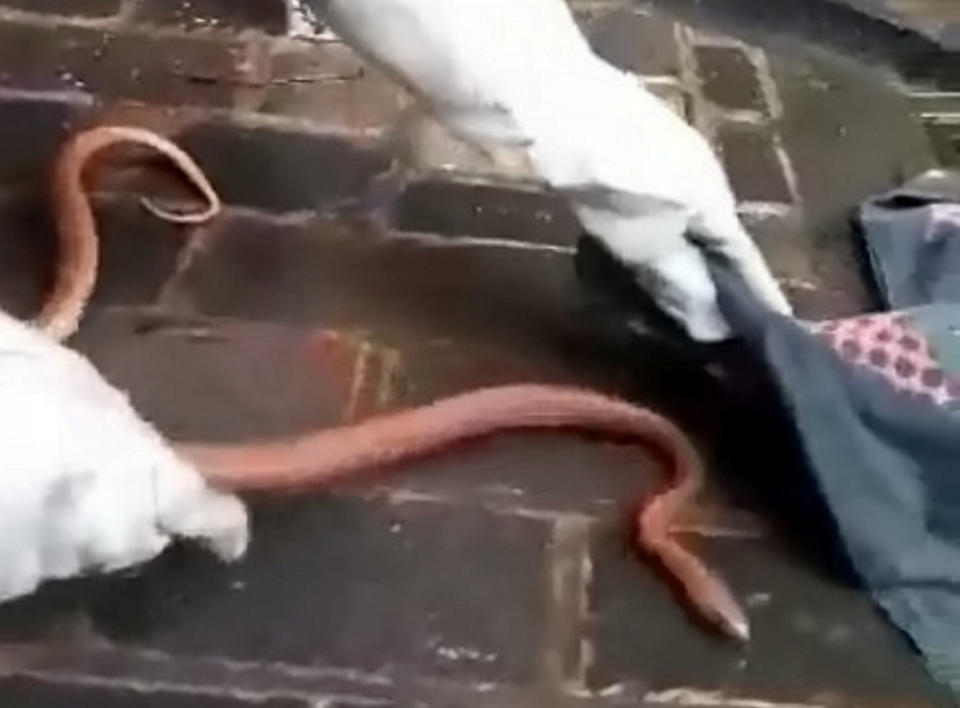 This is the bizarre moment a 3ft SNAKE was caught after it slithered up a drainpipe in a busy town centre.  See SWNS story SWLSsnake.  A business owner initially thought his drainpipe was blocked with leaves and debris.  But he was left stunned when the blockage turned out to be a 3ft long corn snake.  Video footage shows a pest controller capture the snake which had made its home inside the downpipe in Pershore high street, Worcs.  Hinton Pest Control were initially called out last week following reports of a snake which was seen lurking outside shops. 