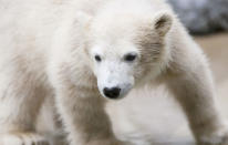 <b>Snow Babies (Wed, 8pm, BBC1)</b><br>This is possibly the cutest nature documentary ever. It makes no particular effort to do anything sciencey, and just sets the controls for the heart of the “Awwww”. The one-off programme looks at the lives of baby animals surviving their first winter in hostile conditions, so sit back and enjoy a baby polar bear doing his very best to keep up with mum, a young emperor penguin learning the ropes of penguining, junior arctic foxes – maybe the sweetest of the lot? – and, the best story: the trials and tribulations of being a baby reindeer. With that all-important Santa sleigh gig in everyone’s minds, it would take a heart of stone not to be cheering on one little fellow as he tries to avoid the attentions of dastardly wolves and eagles. Warm narration from Sir David Jason puts the cherry on the top of the festive season’s most adorable programme.