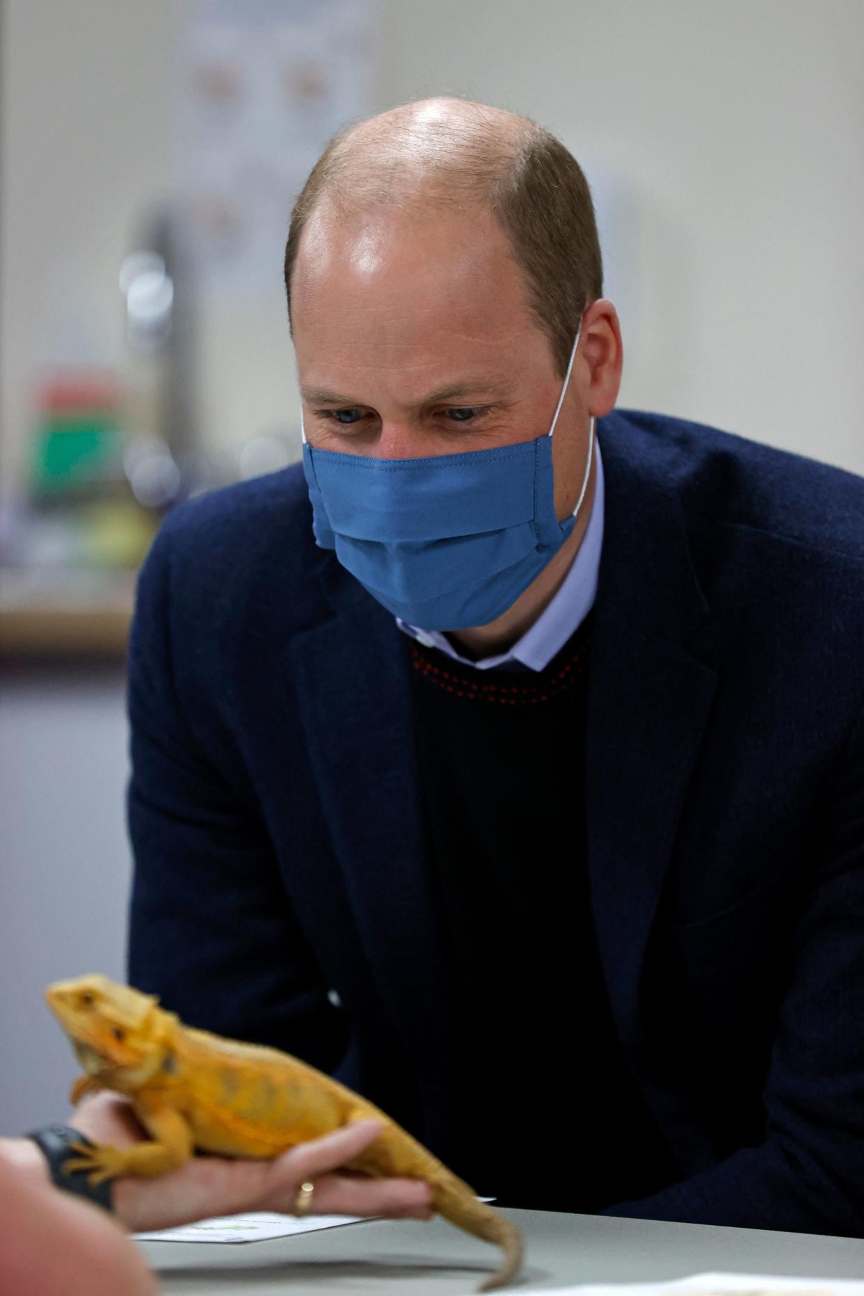 Britain's Prince William, Duke of Cambridge, examines a chameleon as he joins a group of local school children from Loxdale Primary School during a visit to HugglePets in the Community to mark mental health awareness week in Wolverhampton on May 13, 2021. - HugglePets in the Community works with over 25 different schools in the Black Country, offering Animal Assisted Intervention programmes supporting children with their mental wellbeing on topics including anxiety, low mood, confidence and resilience building and suicide awareness. (Photo by Adrian DENNIS / POOL / AFP) (Photo by ADRIAN DENNIS/POOL/AFP via Getty Images)