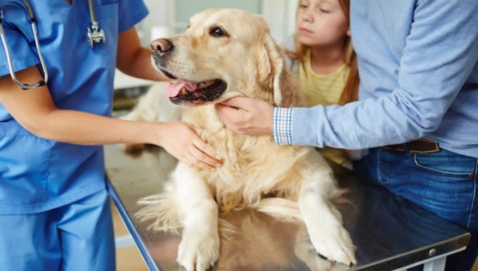 Reovirus Infections in Dogs: Symptoms, Causes, & Treatments