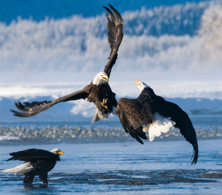 Bald eagles near Haines, Alaska