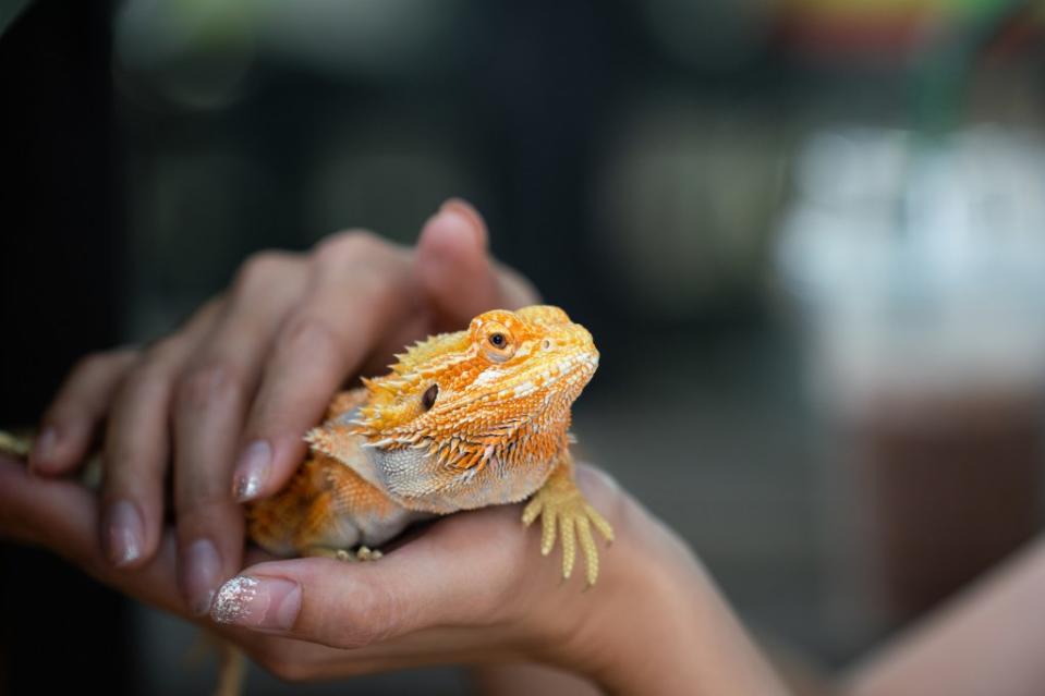 Bearded dragons are easy to carry, making them very popular. But there’s a risk of illness that comes with handling them. Getty Images/iStockphoto