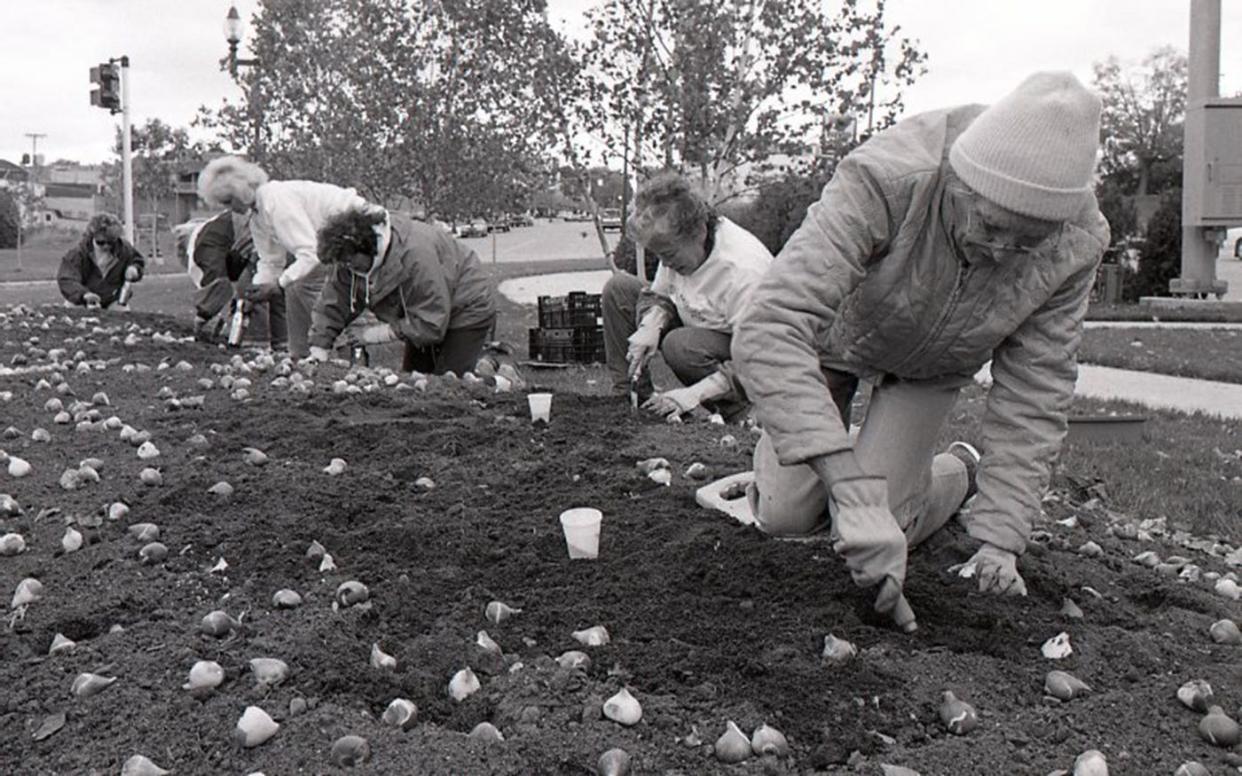 Members of the Petoskey Area Garden Club plant tulips in 1996.