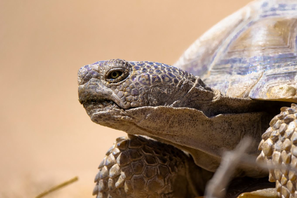 A Mojave desert tortoise, pictured in an undated photo.