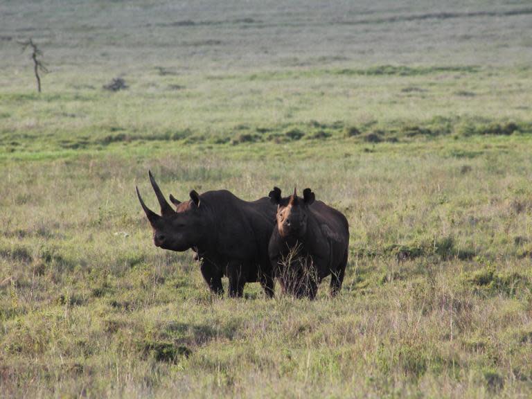 As humans continue to destroy the habitat of larger creatures, the average animal size is set to "shrink" by 25 per cent over the next century, according to a new study. Larger, less adaptable, slow-lived species like tawny eagles and rhinos will become extinct, while smaller and adaptable creatures like rodents, dwarf gerbils and songbirds are likely to predominate, researchers at the University of Southampton said. Unless radical action is taken to protect wildlife and restore habitats, whole ecosystems could collapse. “By far the biggest threat to birds and mammals is humankind – with habitats being destroyed due to our impact on the planet, such as deforestation, hunting, intensive farming, urbanisation and the effects of global warming," said Rob Cooke, lead author of the study published in the journal Nature Communications. “The substantial ‘downsizing’ of species which we forecast could incur further negative impacts for the long-term sustainability of ecology and evolution. This downsizing may be happening due to the effects of ecological change but, ironically, with the loss of species which perform unique functions within our global ecosystem, it could also end up as a driver of change, too.”The predicted declines are particularly large when compared to the 14 per cent body size reduction observed in species since the last interglacial period 130,000 years ago.The research team focused on 15,484 living land mammals and birds and considered how body mass, litter/clutch size, breadth of habitat, diet and length of time between generations affect their role in nature.They also used the International Union for Conservation of Nature (IUCN) Red List of Threatened Species to determine which animals are most likely to become extinct in the next century.Small, highly-fertile insect-eating animals that can thrive in a variety of habitats will be the most resilient, they found. “We have demonstrated that the projected loss of mammals and birds will not be ecologically random – rather a selective process where certain creatures will be filtered out, depending on their traits and vulnerability to ecological change," said Felix Eigenbrod, a professor at the University of Southampton. Amanda Bates, research chair at Memorial University in Canada, added: “Extinctions were previously viewed as tragic, deterministic inevitabilities, but they can also be seen as opportunities for targeted conservation actions. As long as a species that is projected to become extinct persists, there is time for conservation action and we hope research such as ours can help guide this.”Additional reporting by Press Association