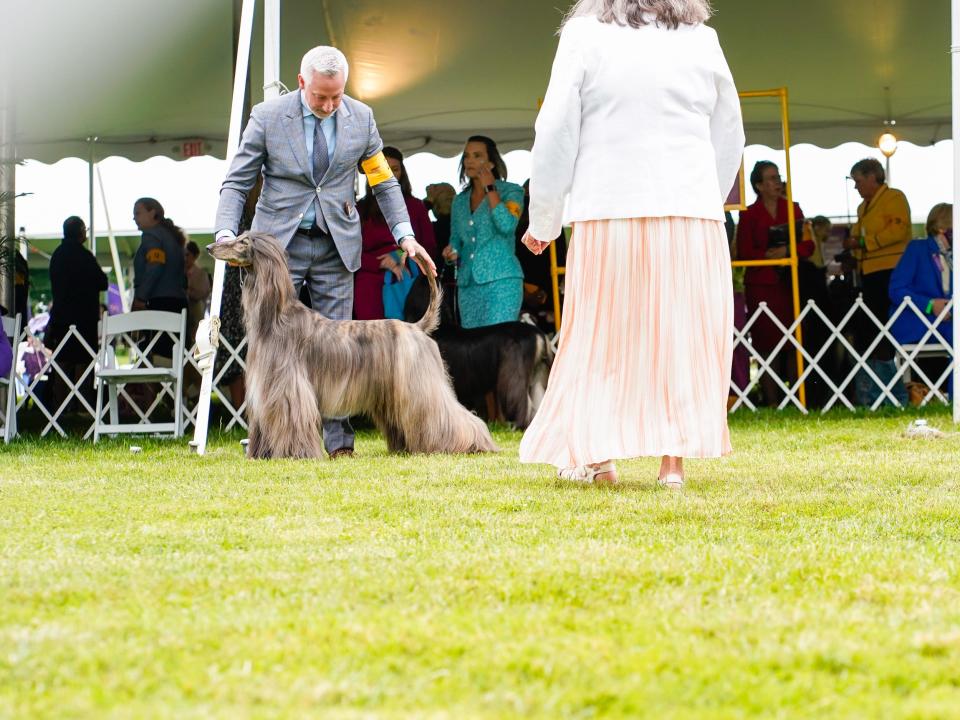 A dog at the Westminster Dog Show