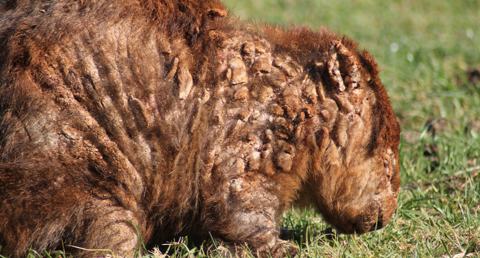 Without treatment, wombats face certain death if they are impacted by mange. Source: WIRES