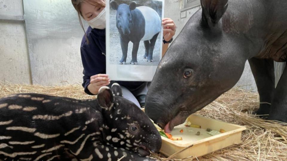 英雄抵台死亡後，在日本照顧牠的飼育員矢口悲痛發聲。（圖／翻攝自橫濱動物園Zoorasia官網）