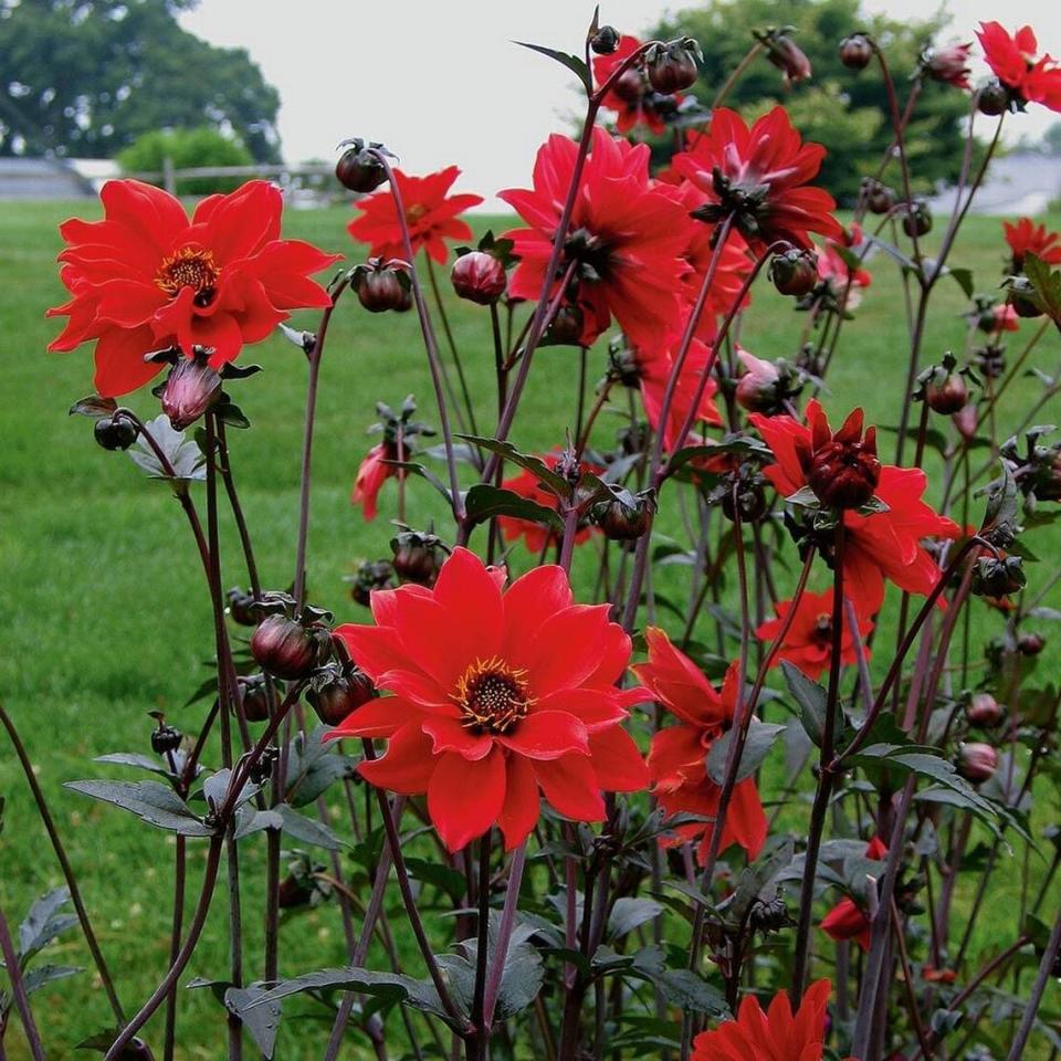 The dahlia “Bishop of Llandaff” has chocolate-colored leaves.