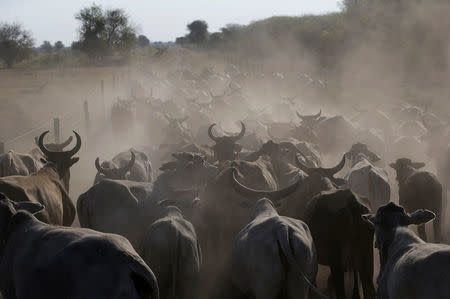 Cattle are herded to grounds with water at the Agropil ranch in Boqueron, Paraguay, August 14, 2016. REUTERS/Jorge Adorno