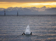 A swan dives for food in the lake of Constance with the Swiss Alps in background before sunrise in Constance, Germany, Thursday, Nov. 14, 2019. (AP Photo/Michael Probst)