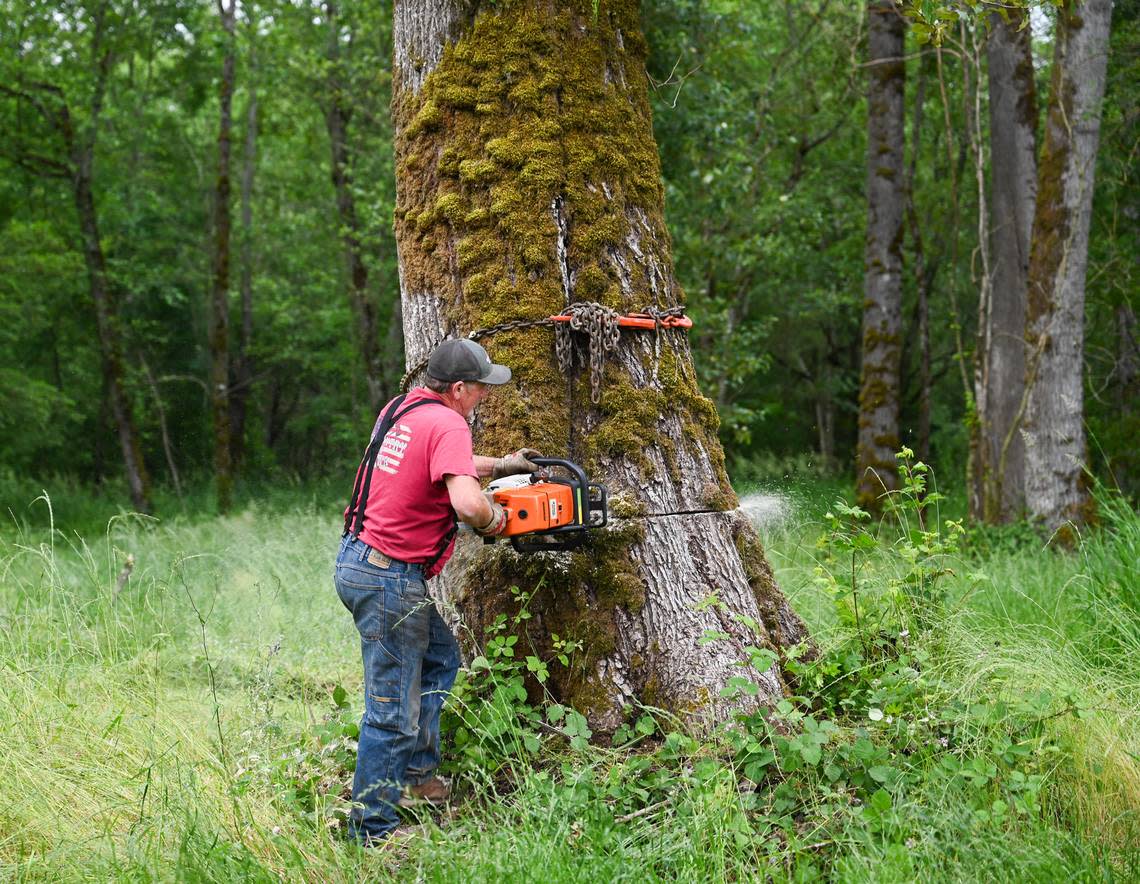 Jeff Fetter, president of the Buckley Log Show, begins to saw down a tree in preparation of turning the tree into a log for the 50th anniversary Buckley Log Show on Thursday, June 27, 2024 in Buckley.