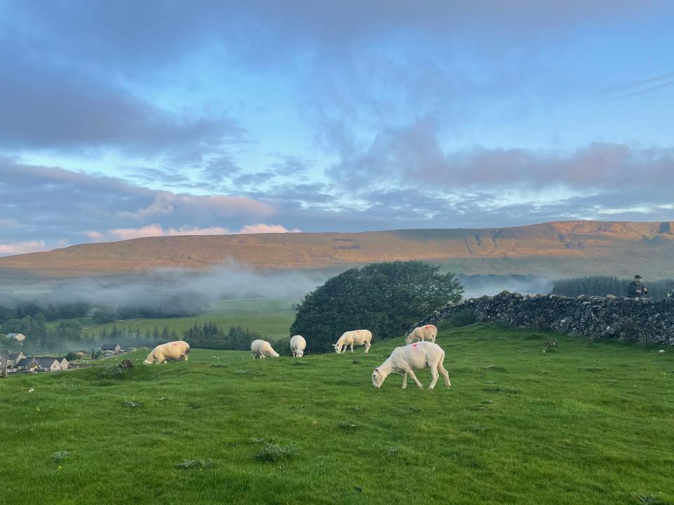 Sheep graze in a field at dawn, with mountains and fog in the background.