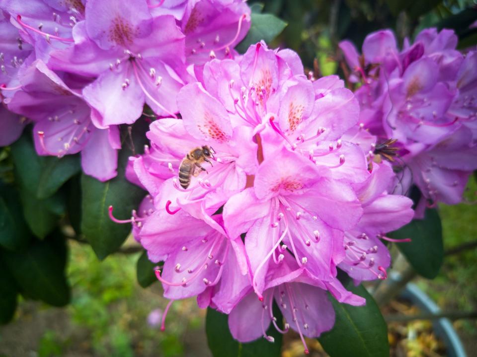 <p><strong>Honey Bee<br><br></strong>The West Virginia state insect is seen here on the state's flower, the Rhododendron. <strong><br></strong></p>