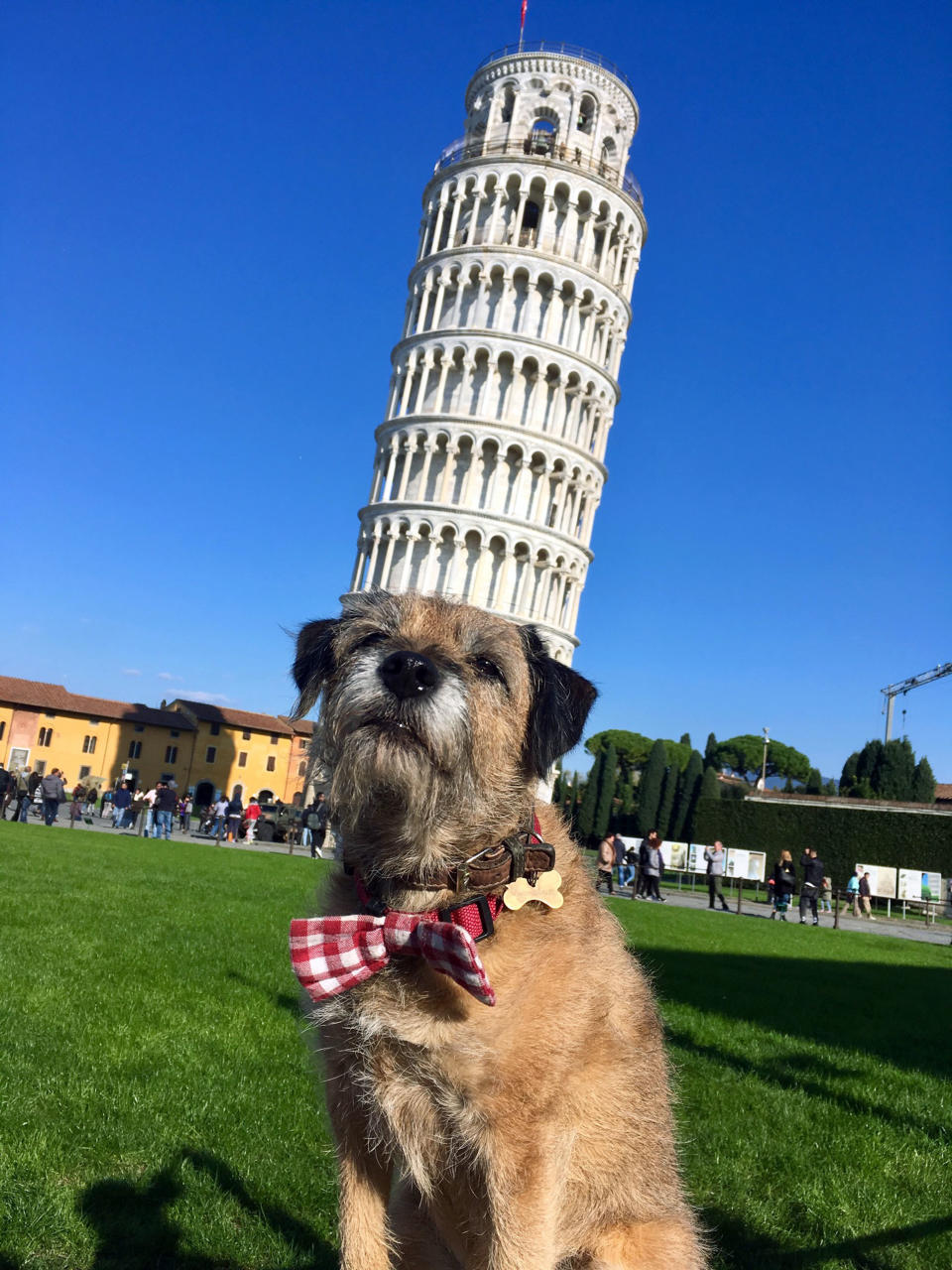 Pete the border terrier at the leaning Tower of Pisa, Italy. (Photo: Caters News)