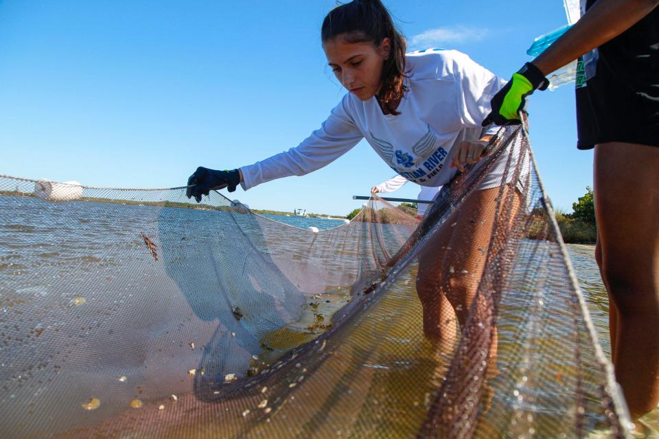 Lana Kish, 17, uses a seine net to gather juvenile fish, crabs and comb jellies on Thursday, Oct. 6, 2022, at Sebastian Inlet State Park during A Day in the Life of the Indian River Lagoon, a community-based research program involving students from various sites along the 156-mile stretch of the lagoon on the the same day in October.
