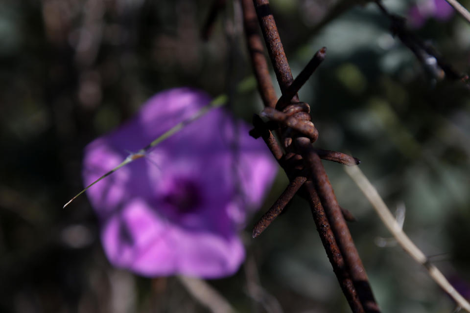 A wild flower is seen through barbed-wire inside the U.N controlled buffer zone that divide the Greek, south, and the Turkish, north, Cypriot areas since the 1974 Turkish invasion, Cyprus, on Friday, March 26, 2021. Cyprus' endangered Mouflon sheep is one of many rare plant and animal species that have flourished a inside U.N. buffer zone that cuts across the ethnically cleaved Mediterranean island nation. Devoid of humans since a 1974 war that spawned the country’s division, this no-man's land has become an unofficial wildlife reserve. (AP Photo/Petros Karadjias)